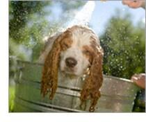Frequent baths make dogs smell nice